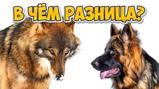 Как волк стал собакой и почему бродячих псов так много? // Собаки в городе: все факты и мифы