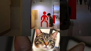 rule follow  #cat #memes #funny #trending