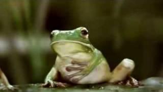 Beatbox Frogs (motillium).flv