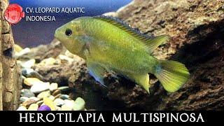 Herotilapia multispinosa. The FASCINATING Rainbow Cichlid (Leopard Aquatic V087A)