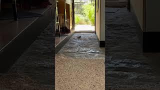 Monitor Lizard Wanders Through Home and Shortly Finds its Way Out