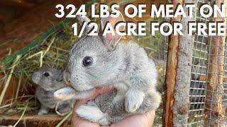 How to Feed Rabbits Without the Feed Store (For Forage or Grain Diets)