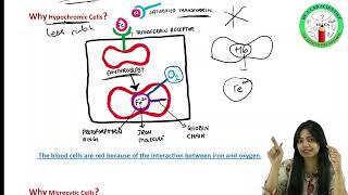 Pathogenesis of Iron Deficiency Anemia | IDA PART-3 | #medicologylectures