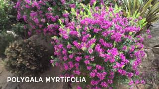 Polygala myrtifolia. Garden Center online Costa Brava - Girona.