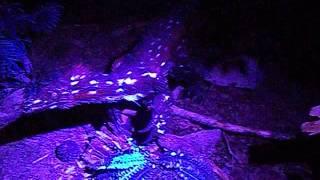 Backyard Terror's Dinosaur Park : Velociraptor Enclosure Walkthrough