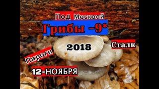 Грибы 12 Ноября, Подмосковье 2018