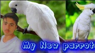 i baro a new parrots