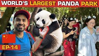 Welcome to the HOME OF PANDAS | CHENGDU - SECHUAN [EP-14] CHINA SERIES