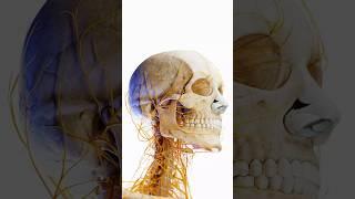 Exploded View Of Skull & Brain #shorts #medical #scince #anatomy #3danimation #biology #viral