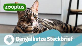 Bengalkatze im Rasseporträt: Entstehung, Charakter & Haltung