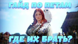 [Black Desert Mobile] Гайд по Петам l Где их брать без Доната? l Зачем они нужны?