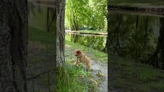 Puppy discovers the world #пудель #pudel #poodle #puppyvideos #interesting #интересно