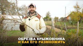 ПОЗАБОТЬТЕСЬ О СВОЕМ КРЫЖОВНИКЕ. Обрезка и размножение крыжовника.