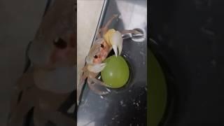 This baby crab had to let go and be free #shorts #animals