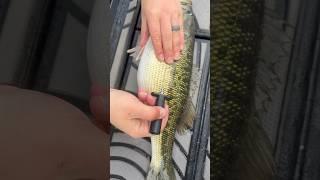 How To Fizz A Fish: A Must For Deep Water Fishing And Fish Health  #bassfishing