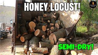 DRY HONEY LOCUST IS A RARITY #FIREWOOD