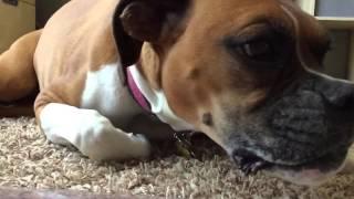 Bailee's bully stick in slow motion