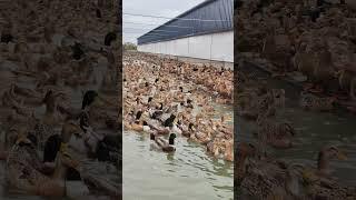 #duck #farmer #duckfarming #factory #animals #shorts