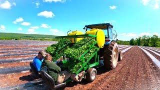 The side of Vegetable Farming that is HIDDEN