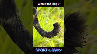 Who will deserves to posses The Queen |  Like & Subcribe me ️