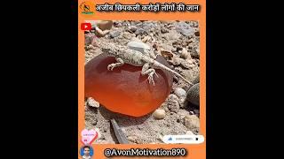 जानलेवा छिपकली??#lizard #harmonium ।।Mi vs CSK।।#youtubeshorts