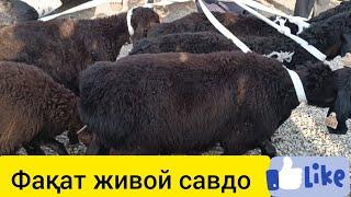 Сурхондарё узун якшанба қўй бозор живой савдолар