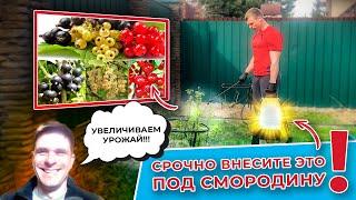 Смородина: как увеличить урожай? Просто внесите...