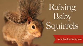 Raising Baby Squirrels