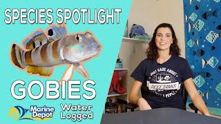 How to Take Care of Gobies: Species Spotlight with Hilary