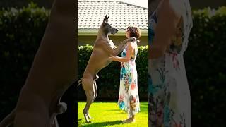#doglife #greyhound #greatdane #dogstagram #dogs #rottweiler #puppy #goldenretreivers