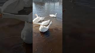 Гуси почти как лебеди, но эти крики...