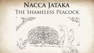 The Shameless Peacock | Nacca Jataka | Animated Buddhist Stories