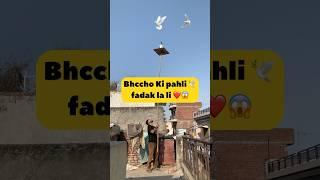 Bhccho ki pahli fadak️ #pigeon #kabootarloft05 #kabutar #punjabi #petslover #shortsfeed #vlog