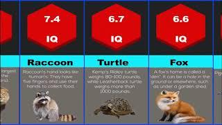 Probability Comparison: Animal Intelligence IQ