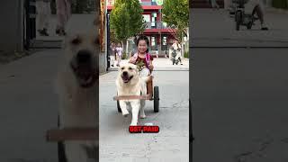 THIS DOG IS A TAXI DRIVER!