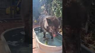 DON'T PEE IN THE POOL!!