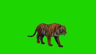 Tiger walking green screen no copyright