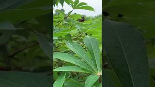 Cassava farming #cassava #production #foodindustry