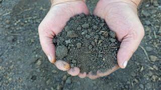 Preparing the beds for tomatoes in the spring. How to prepare the soil for seedlings