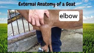 External anatomy of a goat