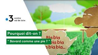 Pourquoi dit-on : bavard comme une pie !