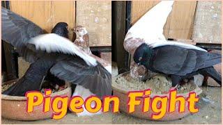 Angry pigeon slaps man || Pigeon sound || Pigeon attitude || Pigeon fight