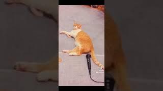 kucing lucu kentut wkwk