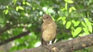 Aves de la ciudad - El "chonte" (Turdus grayi)