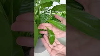 Plant recs for lazy plant parents #plants #indoorplants #garden #houseplants #plantparent