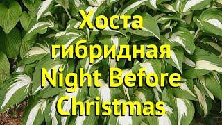 Хоста гибридная Найт Бефор Кристмас. Краткий обзор, описание hosta night before christmas