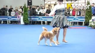 Dog dancing Show "Eurasia  2012 / Russia / Moscow". Freestyle.