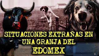 COSAS EXTRAÑAS SUCEDEN EN UN RASTRO DEL ESTADO DE MEXICO - PERROS ACTUANDO COMO HUMANOS