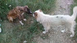 Brown Stray pup with White dog in evening/pooping/peeing/plays with bone/Mountain village #anime #uk
