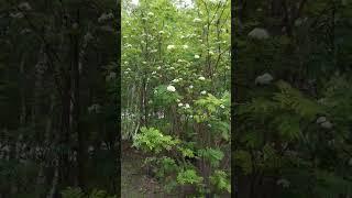 Рябина обыкновенная зацвела / Common mountain ash has bloomed